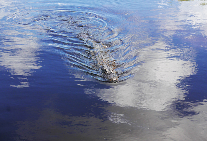 Alligator i Everglades. Foto: Len Kongerud